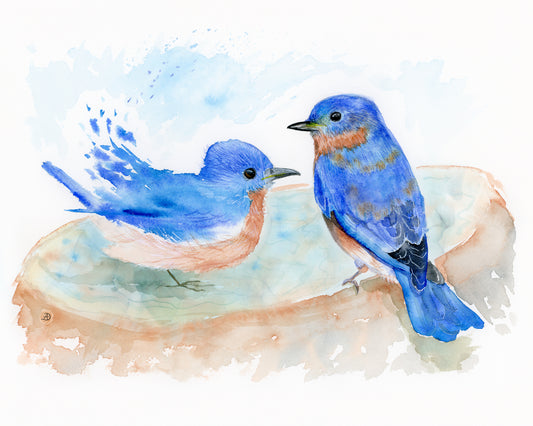 A pair of bluebirds at the bird bath - fine art print by Andreea Dumez