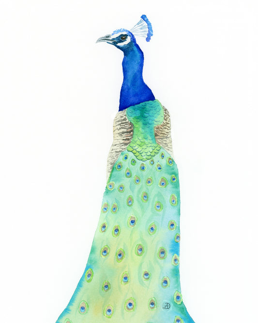 Peacock No2 - Art Print