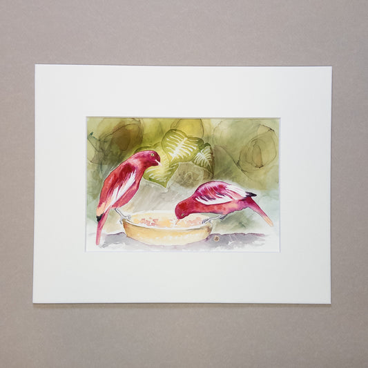 Pompadour Cotinga Bird Art Prints