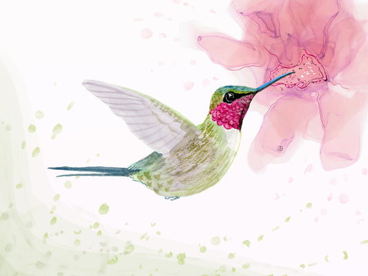 Amethyst Woodstar Hummingbird - Matted Art Print