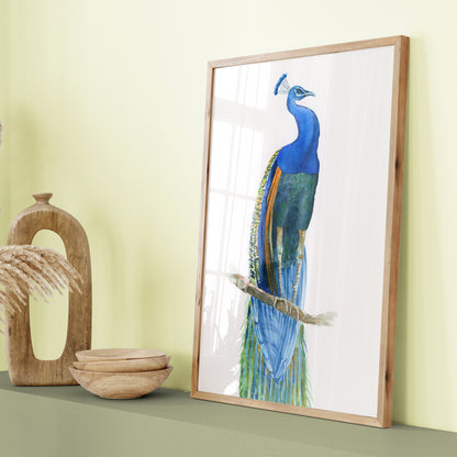 Peacock No3 - Art Print
