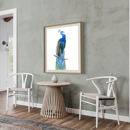 Peacock No3 - Art Print