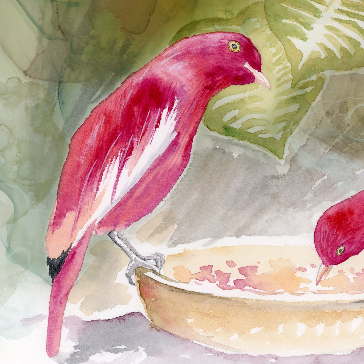 Pompadour Cotingas - Matted Art Print