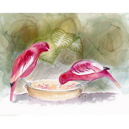 Pompadour Cotinga Bird Art Prints