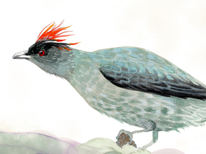 The Red-crested Cotinga Art Print