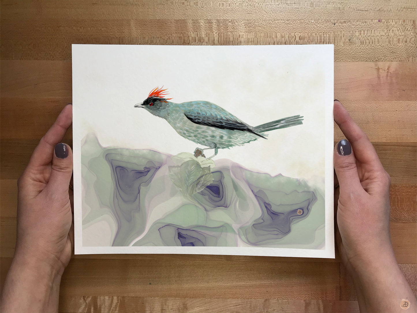 Bird art print of Red-crested Cotinga 