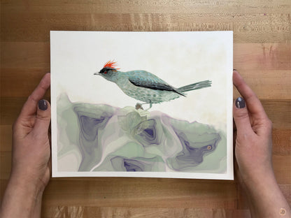 Bird art print of Red-crested Cotinga 
