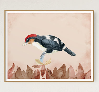 Black-girdled Barbet - Bird Art Print by Andreea Dumez