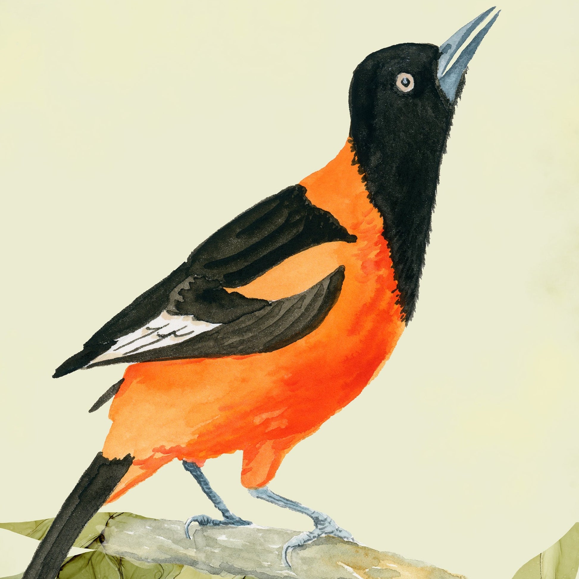 Campo Oriole Detail of Bird Art Print by Andreea Dumez