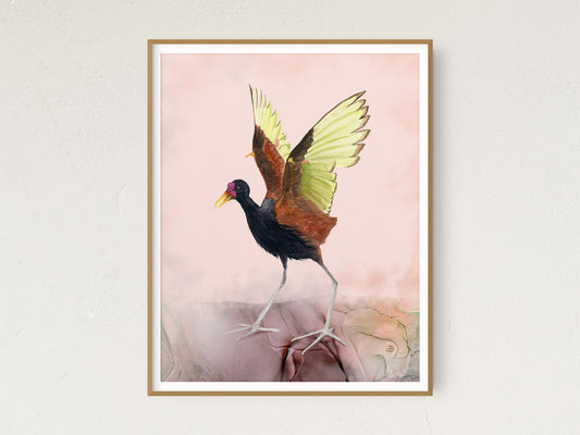 Wattled Jacana - Bird Art Print