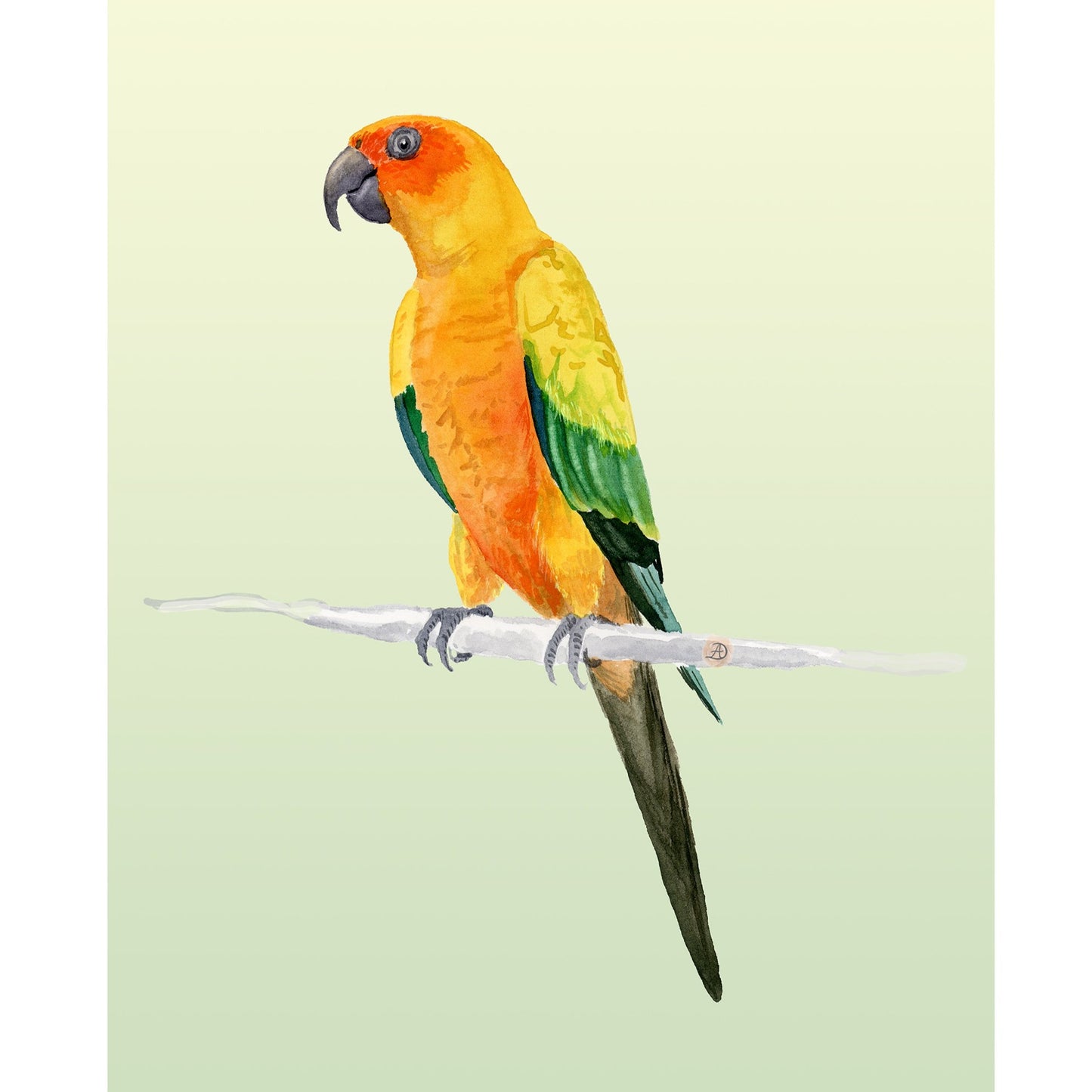 Sun Conure 