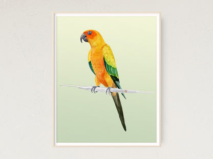 Sun Conure Parrot - Art Print