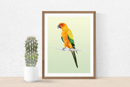 Sun Conure Parrot - Art Print