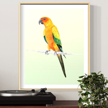 Sun Conure Parrot - Art Print