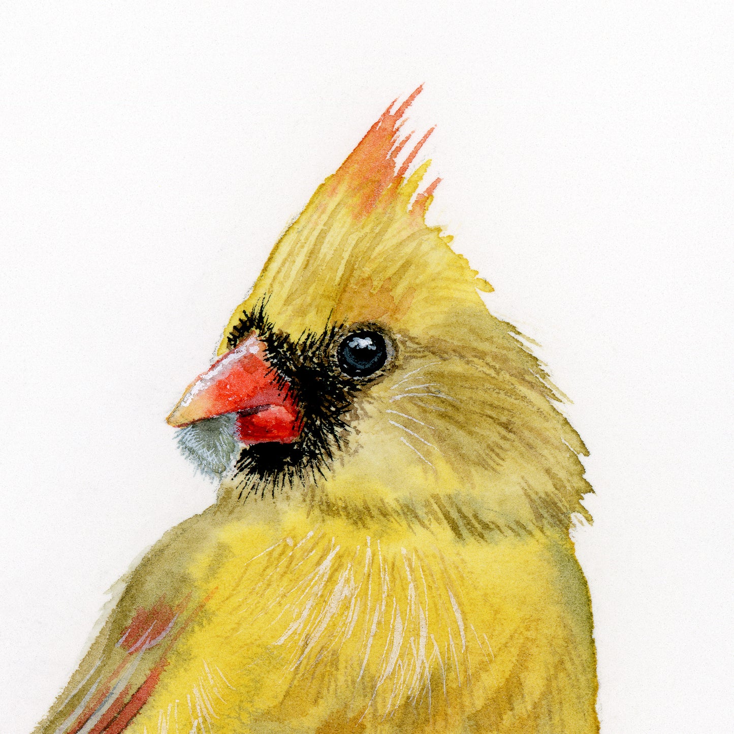 A Pair of Cardinals - Art Print